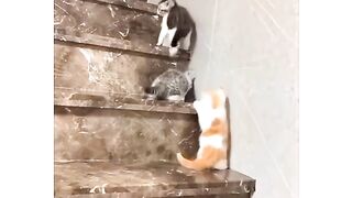 Hiro queen TikTok videos funny cat | funny video| farediya