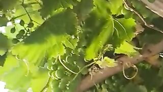 Grapes plant @pakistanisairsapatee