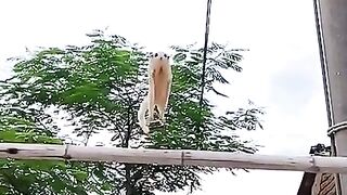 Rato voador