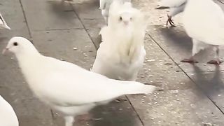 When You are Adorable