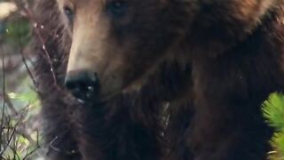 Bear Grizzly