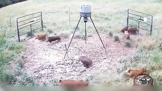 Wild boar