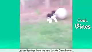 Try Not To Laugh Challenge - Funny Cat Dog Vines compilation 2017-EtH9Yllzjcc-144pp-1686597499.