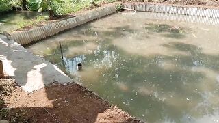 Finising kolam ikan