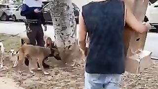 Funny Dogs Falling Boxes