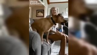 Dog Watching Soccer