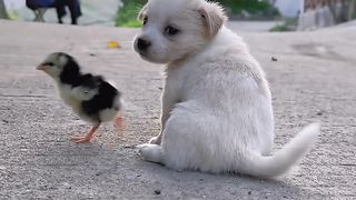 The dog guards the chick like a mother