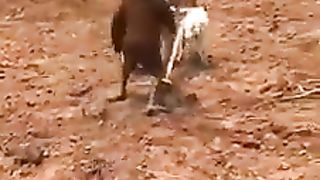 Hard working ???? farmer