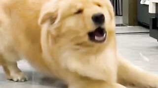 Laughs Guaranteed! Watch This Playful Pup in Action! ????????