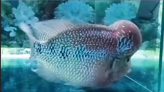 Ikan lohan