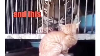 Cat's are brave ????????
