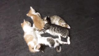 "SAUVE-MOI!" Bébé chaton près de la benne à ordures ???? attendant que quelqu'un le sauve ????