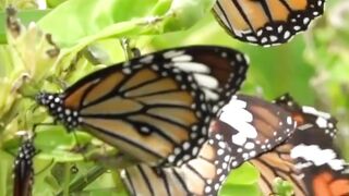 The Amazing Four Wings of the Butterfly