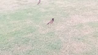 Birds in action.