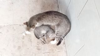 Adorable mom cat and kitten