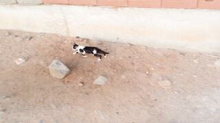 2 funny cats video febspot