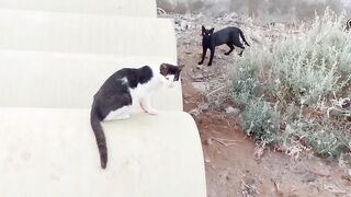 2 funny cats video febspot 2