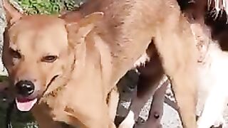 The scene of dogs never being separated, the current characteristics of rural China
