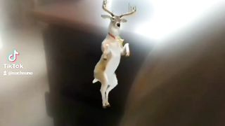 Cartoon dance beautifully dance