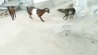 THE FIGHTE DOG AND GOTE BEST