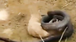 snake and nolwa fight