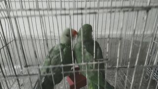 Beautiful parrot 3