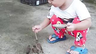 baby feed abounded baby birds