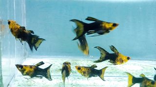 Ikan hias golden black balon