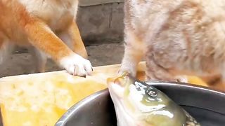 Puzzlement behavior of cats and dogs