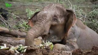 Shocking elephant attack on man
