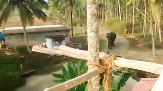 t's Horrible! Angry Elephant Attacks Cars And Tourists Too Brutal || Wild Animals Attack