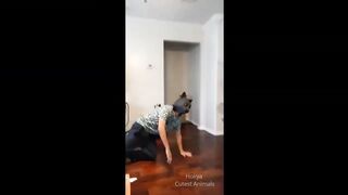 Funniest Dogs and Cats - Awesome Funny Pet Animals Videos - Funniest Animal Videos 2023 #1