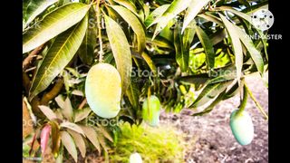 Mango story