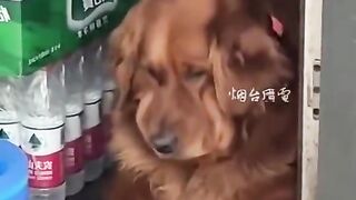 The dog's thoughts are written on the face