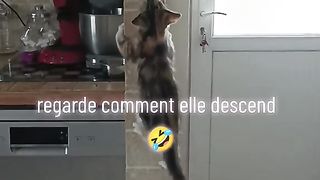 Funny cats 46