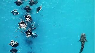 Would You Like to Swim With