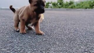 A good life for dogs and ducklings