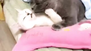 L’amour toujours l’amour
