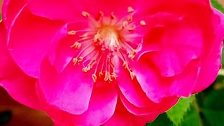 Rose flower gardening tips and tricks