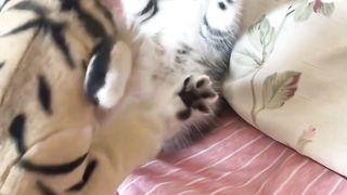 Such a cute cat, of course, I want to share it with the cutest of you