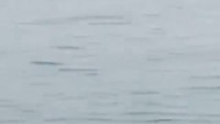 Shark attack in Egypt