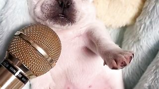 cute animal 5