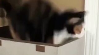 Funny Cat Funny Cat video