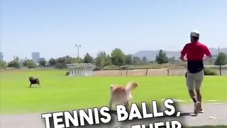 Fun dogs