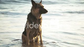 Shepherd dog