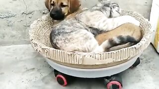 Cat and dog - best friends