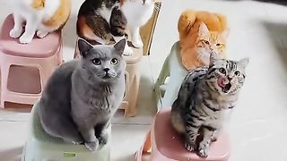 КОТКИ 26