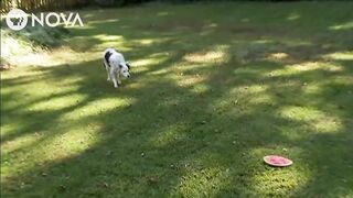 Chelsea the smart