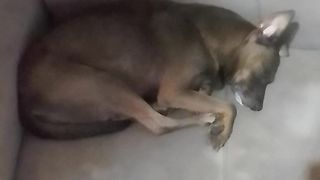 A cachorra tá dormindo