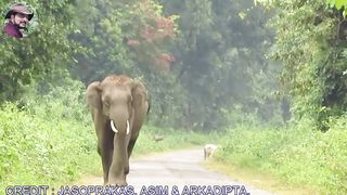 #Elephant# #Chasing# #Bike Rider# (Full Story)
